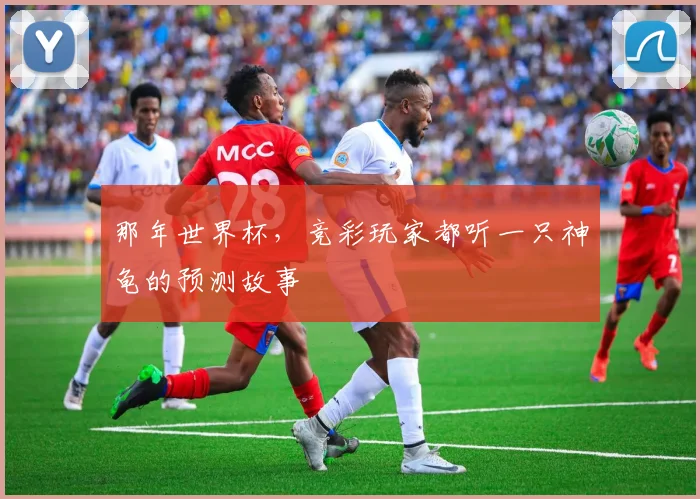 那年世界杯，竞彩玩家都听一只神龟的预测故事